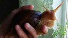 Slimáky: starostlivosť a obsah nezvyčajného domáceho maznáčika