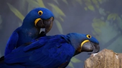 Domáce papagáje, 10 najlepších papagájských domácich plemien