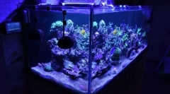Domáce akvárium