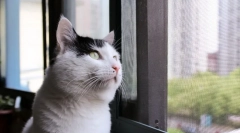 Domáca krátkosrstá mačka