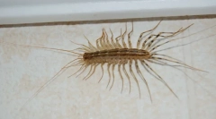 Domov mukholovka: zoznámenie so susedmi