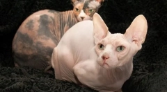Don sphinx (fotografie): druh a hravú mačku bez oblečenia