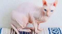 Don sphinx - cat breed