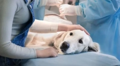 Výhody a nevýhody sterilizácie