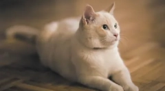 Cat tréning: pripravte si domáci umelec