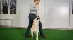 Obliekanie na poslušnosti