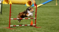 Školenie prekonať prekážky