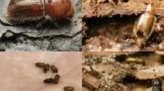 Zalesnené v drevenom dome a ako sa ich zbaviť