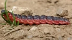 Prežívajúci zápach a poškodenie, zapálené