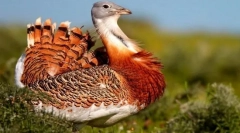 Kvapky. Rodina vtákov