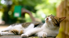 Dutaral pre cats: svedectvo a kontraindikácie lieku