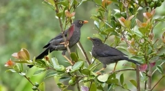 Drozd (hydinová fotografia): lesná speváčka s bohatým repertoárom