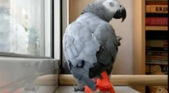 Pernate a pop star duet: video, kde parrot spieva song ani lorak