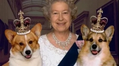 Dvojité prezývky pre psov, ruština a zahraniční