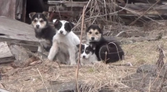 Poragian - nie veta!