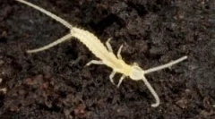 Dvaja 2. Popis a životný štýl