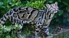Dymový leopard