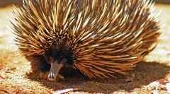 Echidna australian