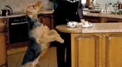 Elena malysheva a jej pes - vyhradený pes charles