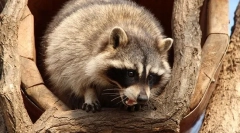 Popis a životný štýl raccoon