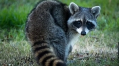 Raccoon stroskun (foto): curious animal fidget