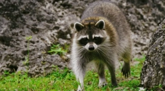 Raccoon lesk