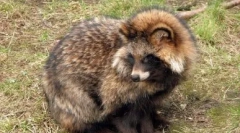 Retail pes: divoký a domov