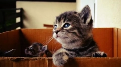 Ak ste na ulici našli mačiatko