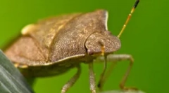 Prírodné nepriateľov klopov