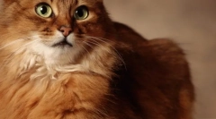 Eukanuba: hovädzí dobytok za najkvalitnejšie mačky