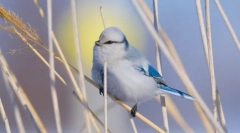 Európska biela lazorovka