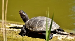 Európska marsh turtle: popis a životný štýl