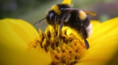 Fakty o včelárstve