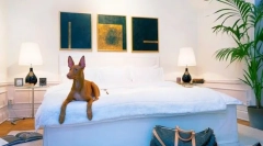 Pharaoh dog: energetický pes pre lov a venovaný domáce obľúbené