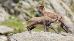 Fauna high-krútiaci moment