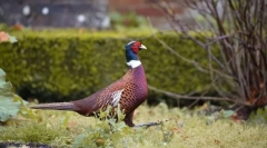 Phasanov. Rodina vtákov