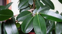 Ficus rubbing (elastický)