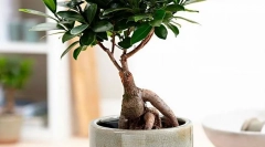 Ficus microcharp