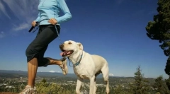 Fyzické zaťaženie pre psov