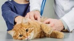 Fyziologické katalógy