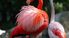Flamingo obyčajné