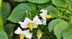 Forsky - imunomodulátor s antivírusovým účinkom