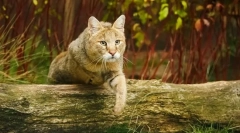 Fotografie reed cats: všetko o plemeno, znak, obsah