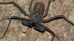 Ofriny: pavúky alebo škorpióny?