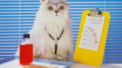 Frontline pre mačky: všetko o kliešťoch a blchy