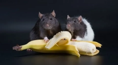Plody, zelenina a bobule pre potkany, ktoré môžete dať, a ktoré nemôžete