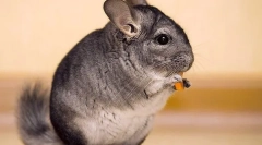 Ovocie, zelenina a bobule pre chinchilu