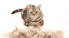 Cat furmitator: nevyhnutný gadget na brúsenie a domácu starostlivosť