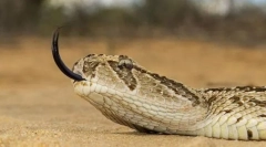 Voskovanie africkej divočiny