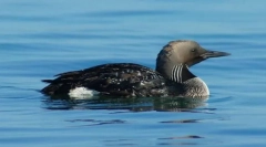 Gagara black european